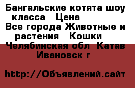 Бангальские котята шоу класса › Цена ­ 25 000 - Все города Животные и растения » Кошки   . Челябинская обл.,Катав-Ивановск г.